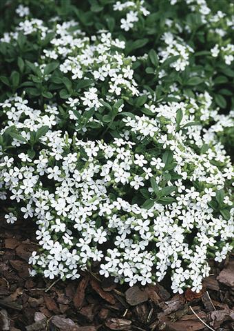 photo of flower to be used as: Bedding / border plant Saponaria ocymoides Snow Tip