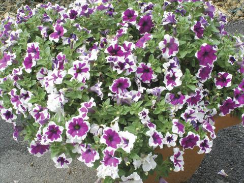 photo of flower to be used as: Pot, bedding, patio, basket Petunia Happy Sofia