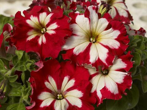 photo of flower to be used as: Pot, bedding, patio, basket Petunia x hybrida Can Can Harlequin Cherry Rose