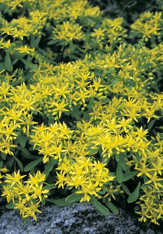 photo of flower to be used as: Bedding / border plant Sedum hybridum Czars Gold