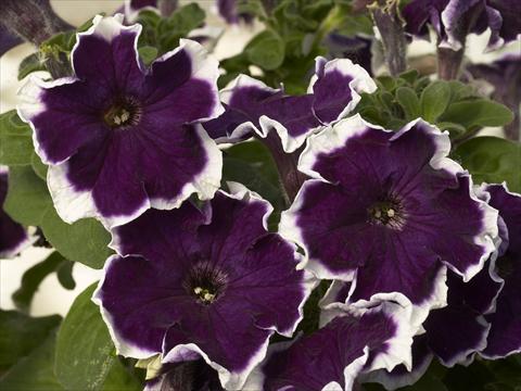 photo of flower to be used as: Pot and bedding Petunia x hybrida Kaliffo Picotee Blue