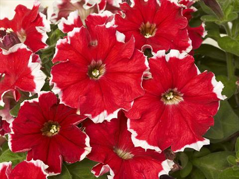 photo of flower to be used as: Pot and bedding Petunia x hybrida Kaliffo Picotee Red