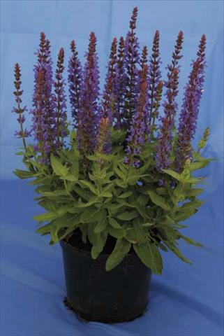 photo of flower to be used as: Pot and bedding Salvia nemorosa Sensation Dark Blue Improved
