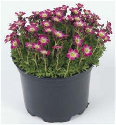 photo of flower to be used as: Pot and bedding Saxifraga Pixie Rose