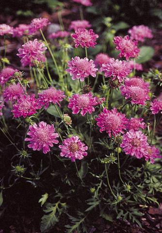 photo of flower to be used as: Pot and bedding Scabiosa columbaria Pincushion Pink