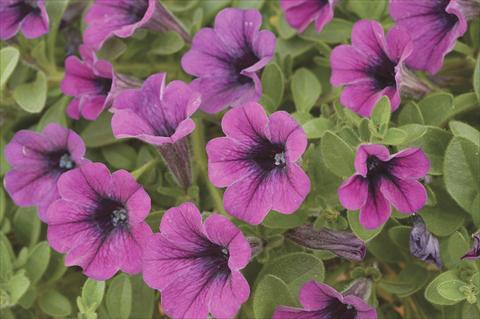 photo of flower to be used as: Pot, bedding, patio, basket Petunia x hybrida Littletunia Purple