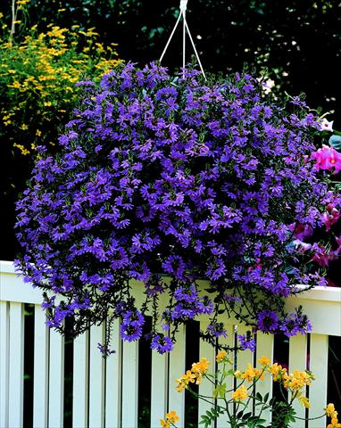 photo of flower to be used as: Pot, patio, basket Scaevola aemula Saphira