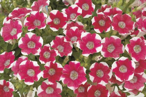 photo of flower to be used as: Pot, bedding, patio, basket Petunia x hybrida Littletunia Red Star