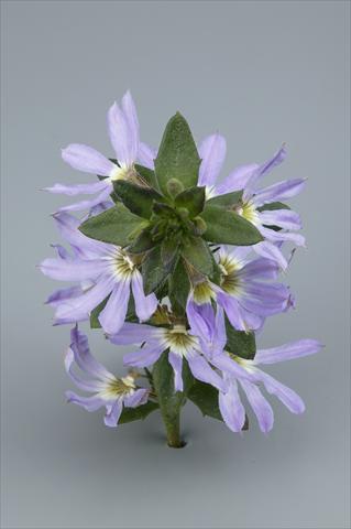 photo of flower to be used as: Pot, bedding, patio, basket Scaevola aemula Surdiva Light Blue