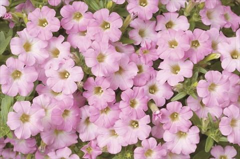 photo of flower to be used as: Pot, bedding, patio, basket Petunia x hybrida Littletunia Sweet Pink