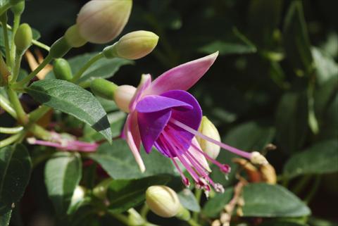 photo of flower to be used as: Pot Fuchsia Shadowdancer™ Martha