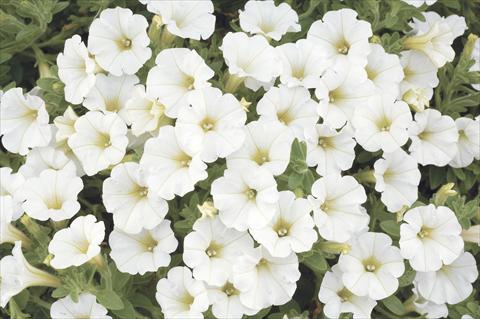 photo of flower to be used as: Pot, bedding, patio, basket Petunia x hybrida Littletunia White