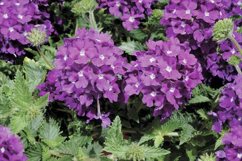 photo of flower to be used as: Pot and bedding Verbena Shangri-La® Blue