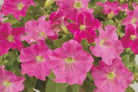 photo of flower to be used as: Pot, bedding, patio, basket Petunia x hybrida Ray Pink Ray