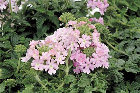 photo of flower to be used as: Pot and bedding Verbena Shangri-La® Pink