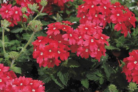 photo of flower to be used as: Pot and bedding Verbena Shangri-La® Salmon Scented