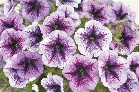 photo of flower to be used as: Pot, bedding, patio, basket Petunia x hybrida Ray Purple Vein Ray