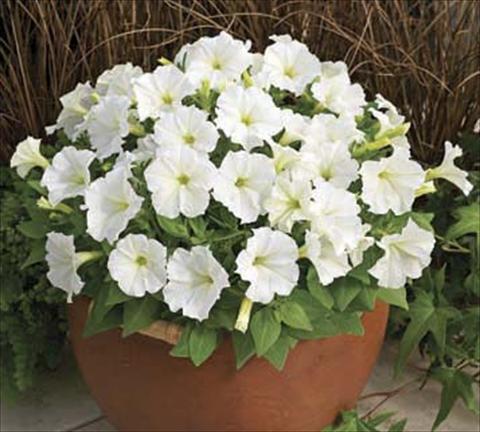 photo of flower to be used as: Pot, bedding, patio Petunia milliflora Piccobella F1 White