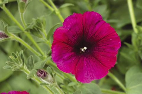 photo of flower to be used as: Pot, bedding, patio, basket Petunia pendula Sanguna® Burgundy
