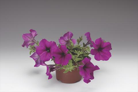 photo of flower to be used as: Pot, bedding, patio, basket Petunia pendula Deep Purple Plush F1