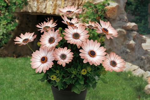 photo of flower to be used as: Pot, bedding, patio, basket Osteospermum Springstar Cacao