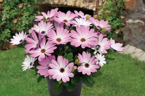 photo of flower to be used as: Pot, bedding, patio, basket Osteospermum Springstar Pink
