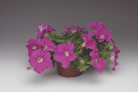 photo of flower to be used as: Pot, bedding, patio, basket Petunia pendula Sanguna® Hot Rose