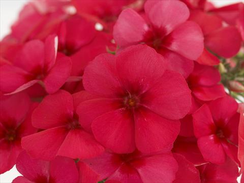 photo of flower to be used as: Pot and bedding Phlox Primavera Cherry Rose With Eye