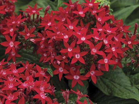 photo of flower to be used as: Pot and bedding Pentas lanceolata Starla Red Imp