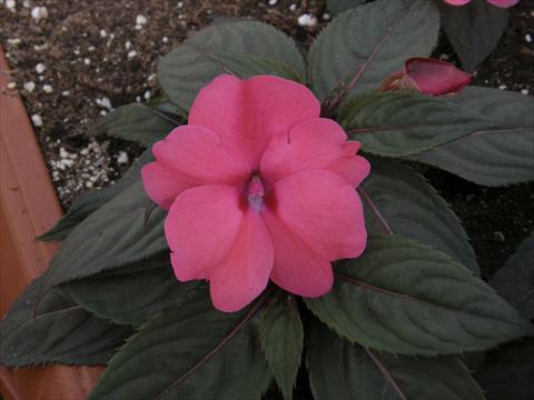 photo of flower to be used as: Pot and bedding Impatiens N. Guinea SunPatiens® Compact Rose