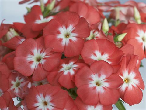 photo of flower to be used as: Pot and bedding Phlox Primavera Salmon With Eye