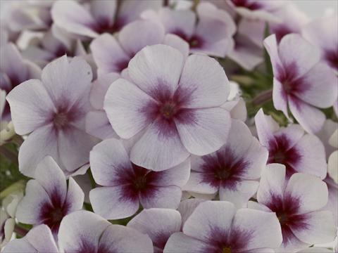 photo of flower to be used as: Pot and bedding Phlox Primavera White With Purple Eye