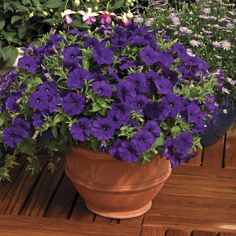 photo of flower to be used as: Pot and bedding Petunia milliflora Picobella Blue