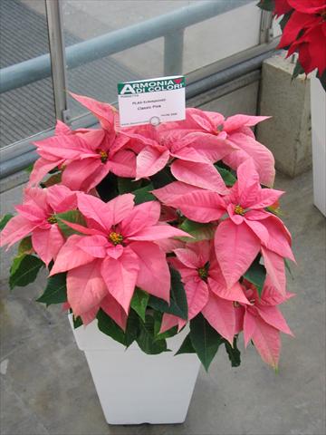 photo of flower to be used as: Pot Poinsettia - Euphorbia pulcherrima Classic Pink