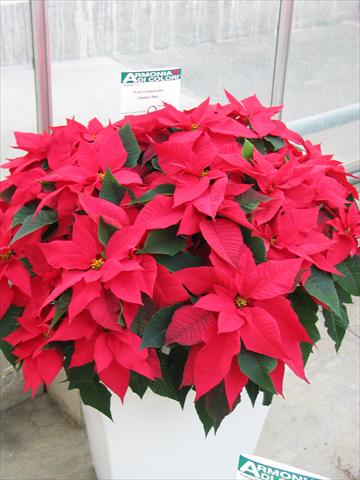 photo of flower to be used as: Pot Poinsettia - Euphorbia pulcherrima Classic Red
