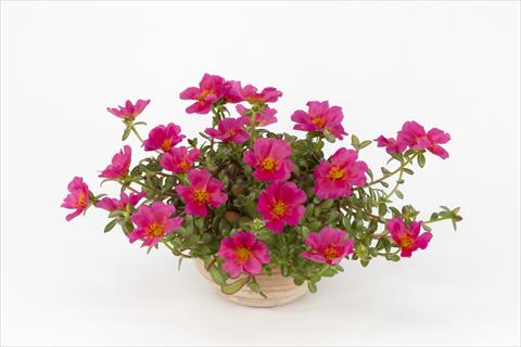 photo of flower to be used as: Pot, bedding, patio, basket Portulaca Duna® Magenta