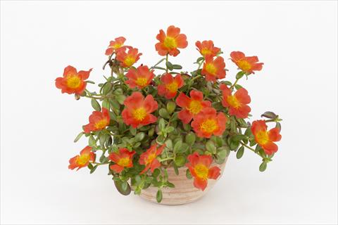 photo of flower to be used as: Pot, bedding, patio, basket Portulaca Duna® Orange