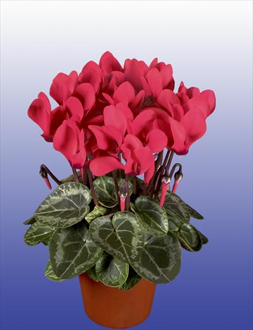 photo of flower to be used as: Pot, patio, basket Cyclamen persicum Super Serie® Verano® F1 Dark Salmon Pink