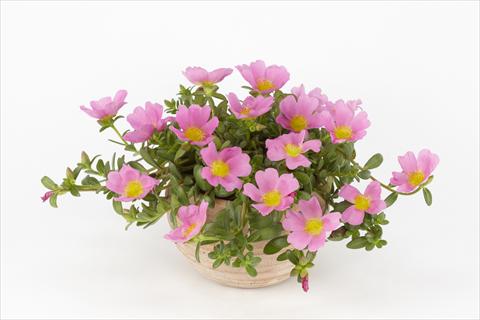 photo of flower to be used as: Pot, bedding, patio, basket Portulaca Duna® Pink