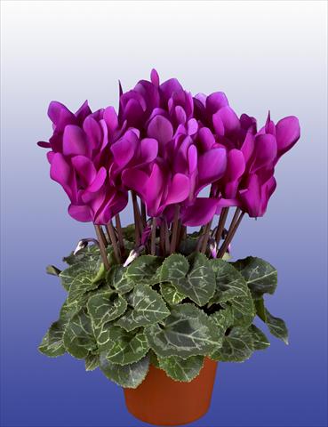 photo of flower to be used as: Pot, patio, basket Cyclamen persicum Super Serie® Verano® F1 Dark Violet