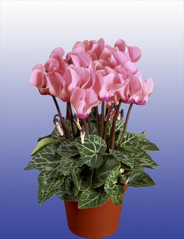 photo of flower to be used as: Pot, patio, basket Cyclamen persicum Super Serie® Verano® F1 Light Salmon Pink