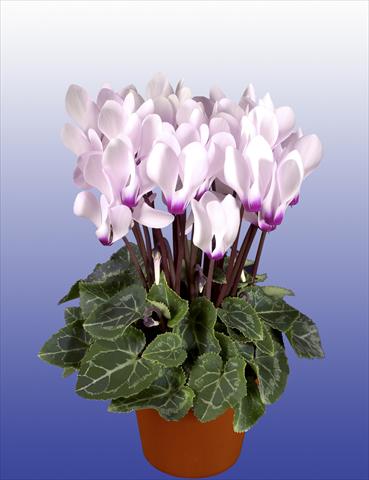 photo of flower to be used as: Pot, patio, basket Cyclamen persicum Super Serie® Verano® F1 Light with Eye