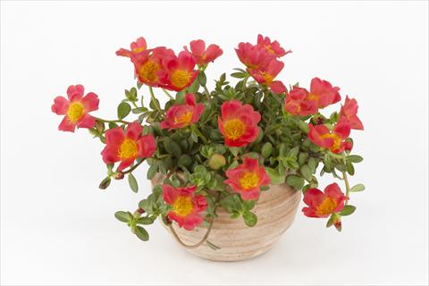 photo of flower to be used as: Pot, bedding, patio, basket Portulaca Duna® Red