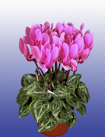 photo of flower to be used as: Pot, patio, basket Cyclamen persicum Super Serie® Verano® F1 Neon Pink