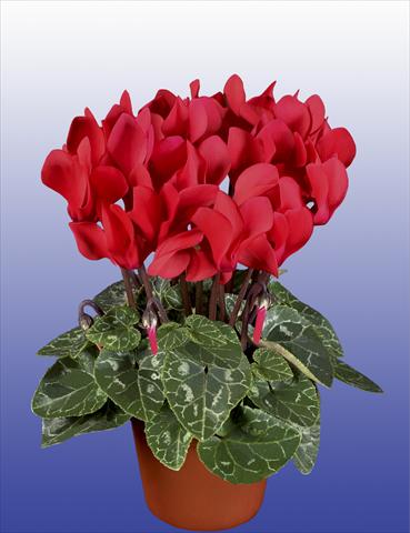 photo of flower to be used as: Pot Cyclamen persicum Super Serie® Verano® F1 Red