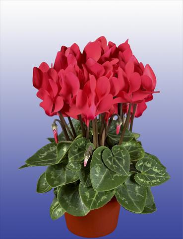photo of flower to be used as: Pot, patio, basket Cyclamen persicum Super Serie® Verano® F1 Salmon Red