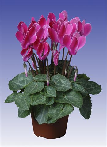 photo of flower to be used as: Pot, patio, basket Cyclamen persicum Super Serie® Verano® F1 Wine Red Flamed