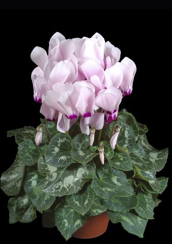 photo of flower to be used as: Pot Cyclamen persicum Super Serie® XL® F1 Light with Eye