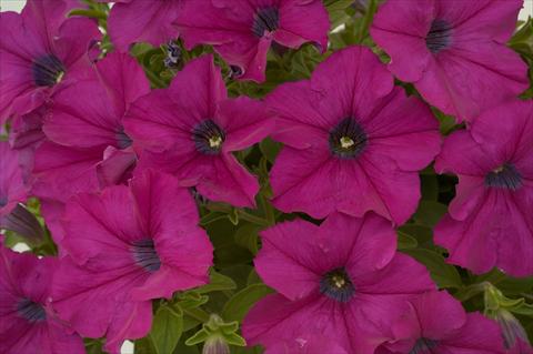 photo of flower to be used as: Pot, patio, basket Petunia Purple Ray