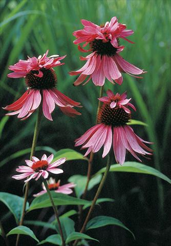 photo of flower to be used as: Bedding / border plant Echinacea purpurea Doubledecker